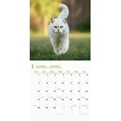 Calendrier 2025 British Shorthair Chats de Race