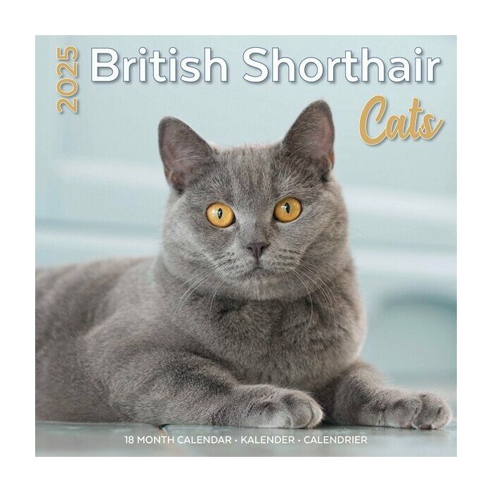 Calendrier Mural 2025 British Shorthair Chats de Race