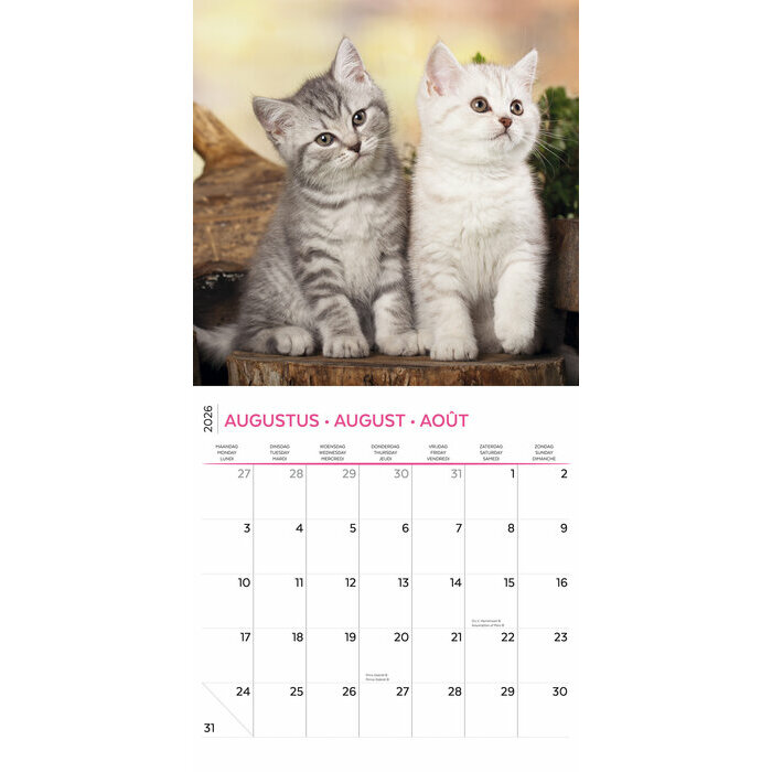 Calendrier 2026 Amour des Chatons 