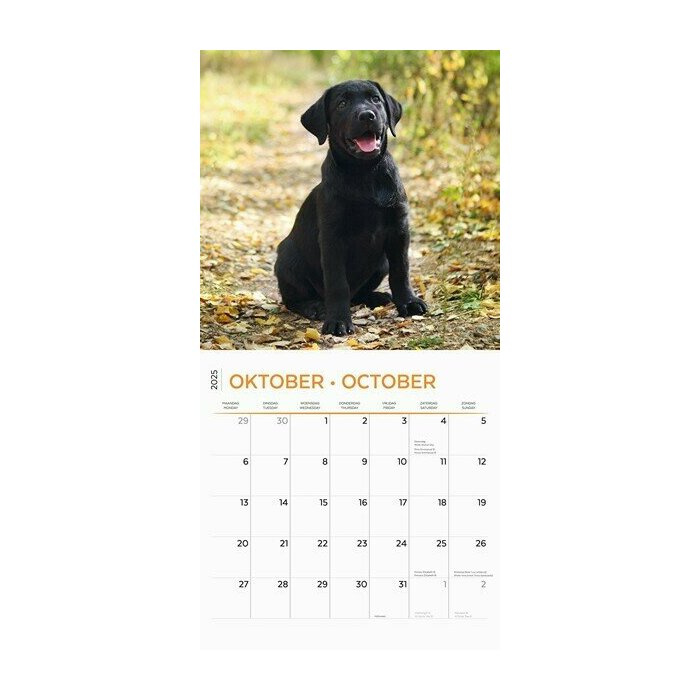 Calendrier 2025 Labradors Chiots Toutes Couleurs