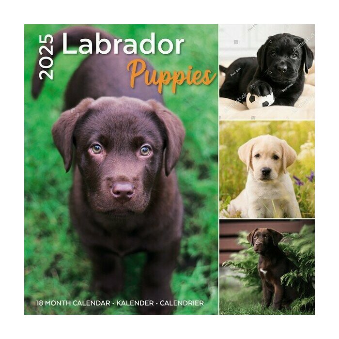 Calendrier Mural 2025 Labradors Chiots Toutes Couleurs