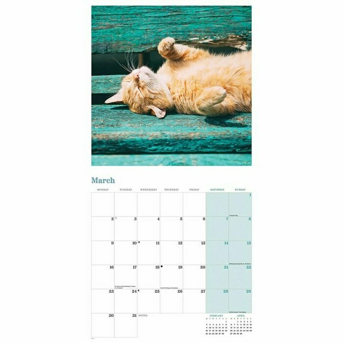 Calendrier Papier 2026 Chats Roux Charmant