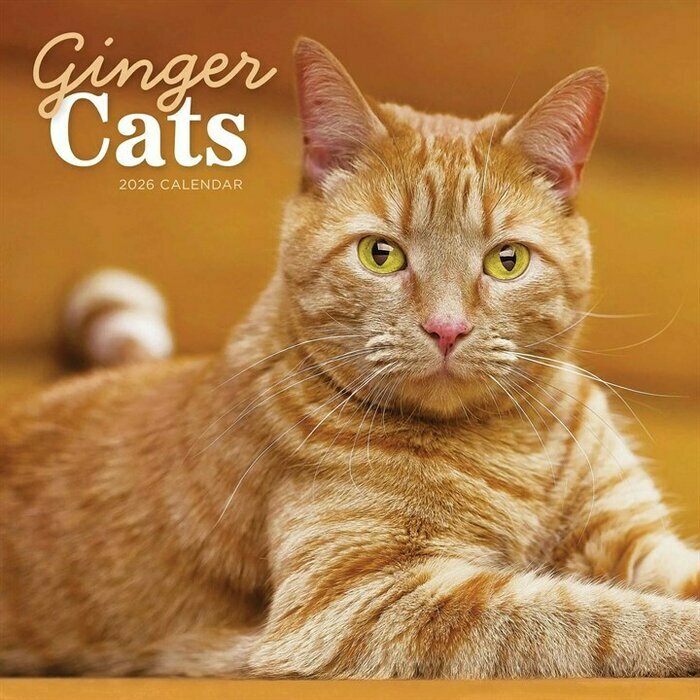 Calendrier Mural 2026 Chats Roux Charmant