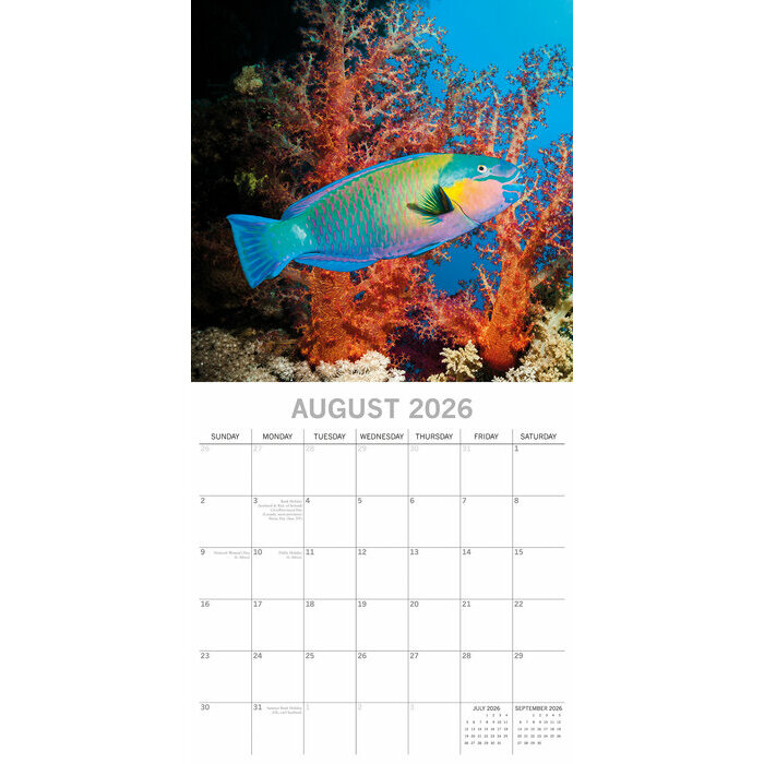 Calendrier papier 2026 Vie sous marine Rcifs