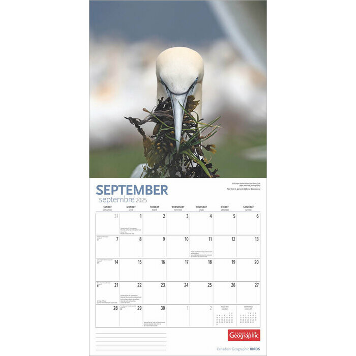 Calendrier 2025 Oiseaux D'Amrique du Nord