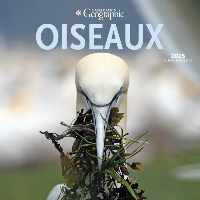 Calendrier Papier  2025 Oiseaux D'Amrique du Nord