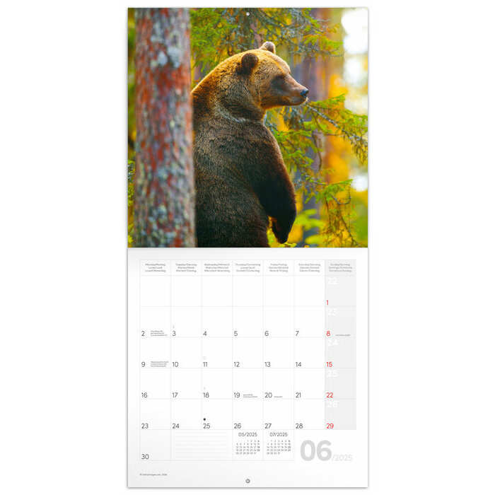 Calendrier 2025 Animaux de la Fort