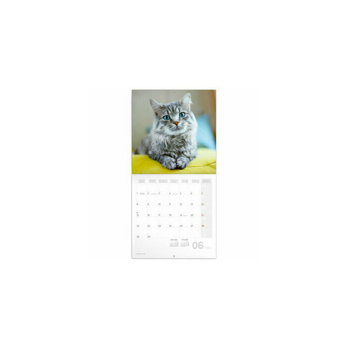 Calendrier Mural 2026 Chats Affectueux