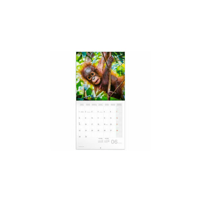 Calendrier 2026 Animaux