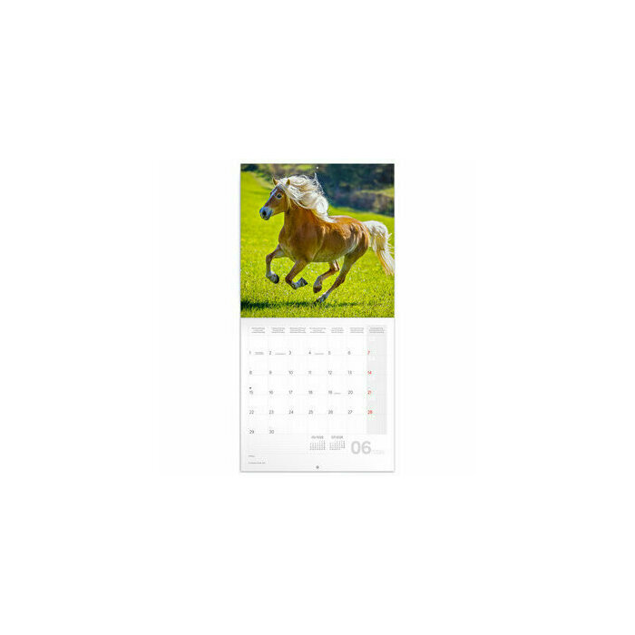 Calendrier 2025 Chevaux Majestueux