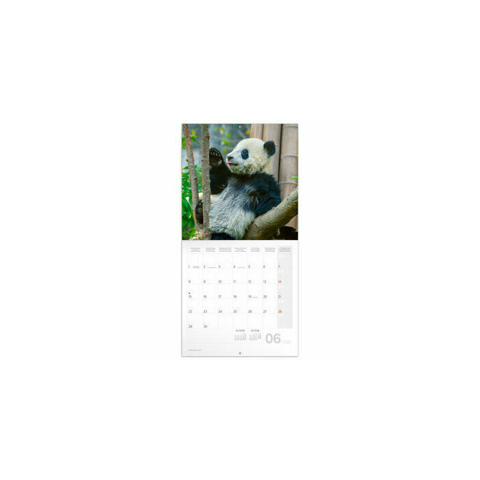 Calendrier 2025 Bambous et Pandas
