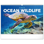 Maxi Calendrier Poissons 2026 Ocan Vie Sous Marine
