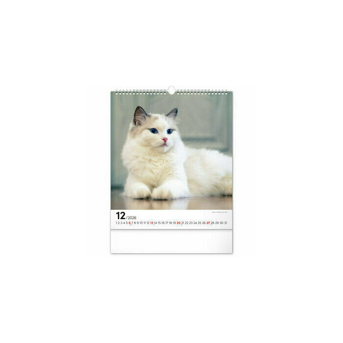 Calendrier 2026 Chats Sublimes félins