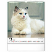 Calendrier 2026 Chats Sublimes félins