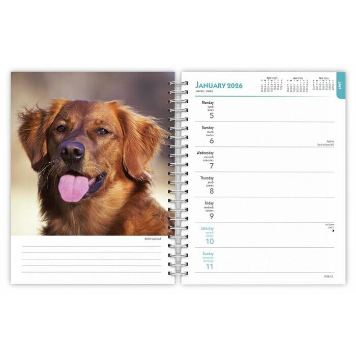 Agenda mural 2026 Spirale Chien Race Golden Retriever