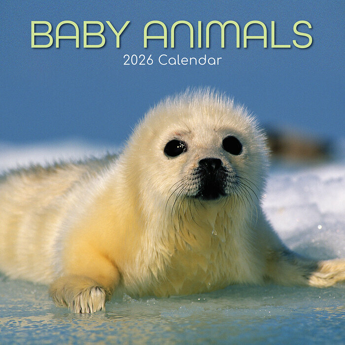 Calendrier Mural 2026 Bébés Animaux Ours Ane