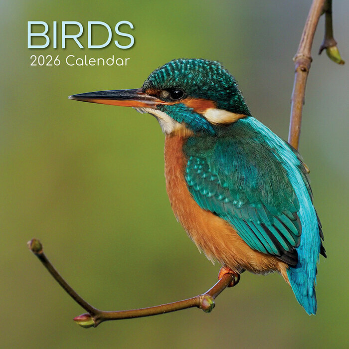 Calendrier Mural 2026 Oiseaux Communs Jardins