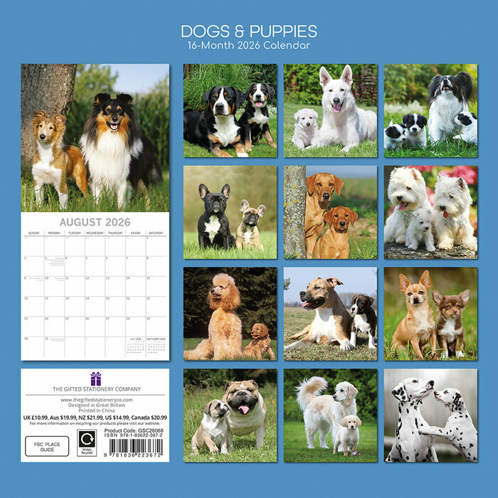 Calendrier Papier 2026 Chiens et chiots Berger Blanc
