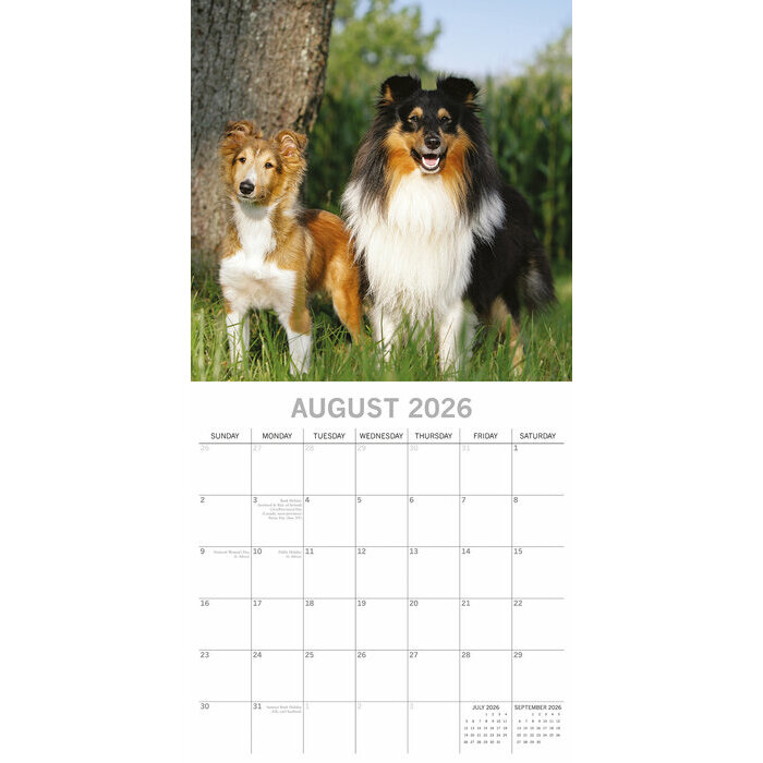 Calendrier mural 2026 Chiens et chiots Berger Blanc