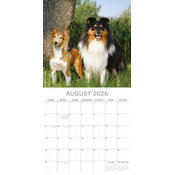 Calendrier mural 2026 Chiens et chiots Berger Blanc