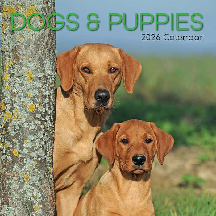 Calendrier 2026 Chiens et chiots Berger Blanc