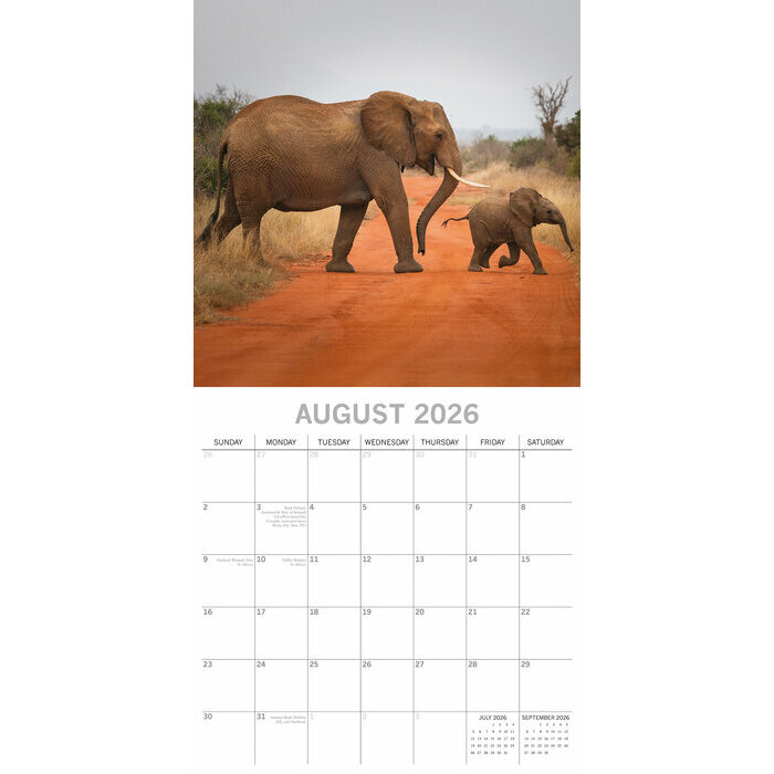 Calendrier Mural 2026 Elphants