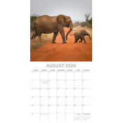 Calendrier Mural 2026 Elphants