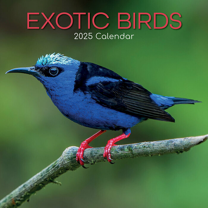 Calendrier Mural 2025 Oiseaux Exotiques