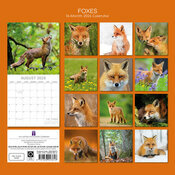 Calendrier 2026 Renards Malicieux