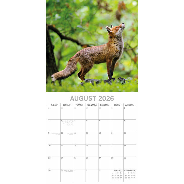 Calendrier Mural 2026 Renards 