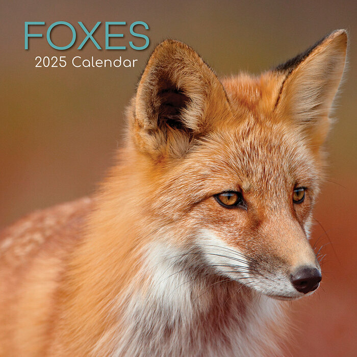 Calendrier Mural 2025 Renards Malicieux