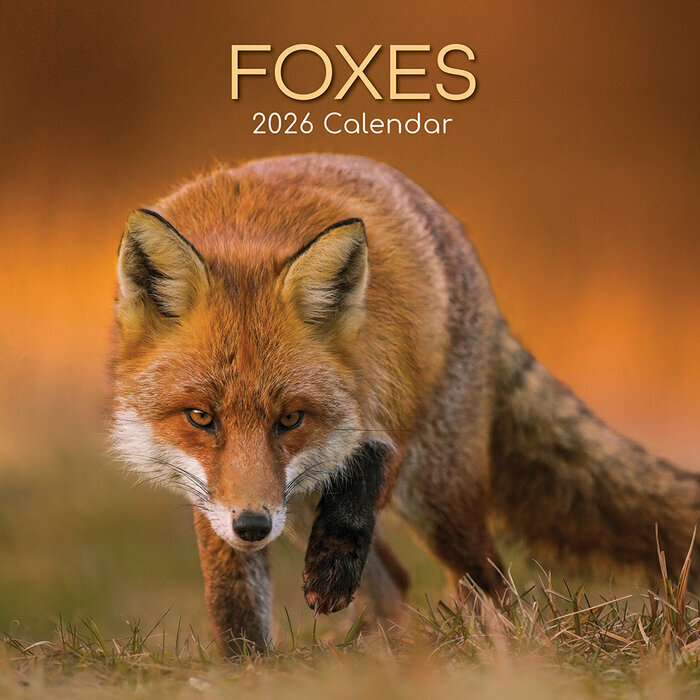 Calendrier Mural 2026 Renards Malicieux