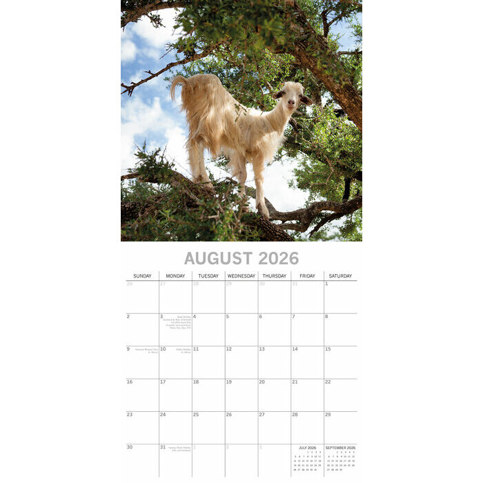 Calendrier papier 2026 Chvres dans les arbres