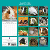 Calendrier Mural 2026 Nacs Cochon d'Inde