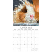 Calendrier Papier 2026 Cochon d'Inde