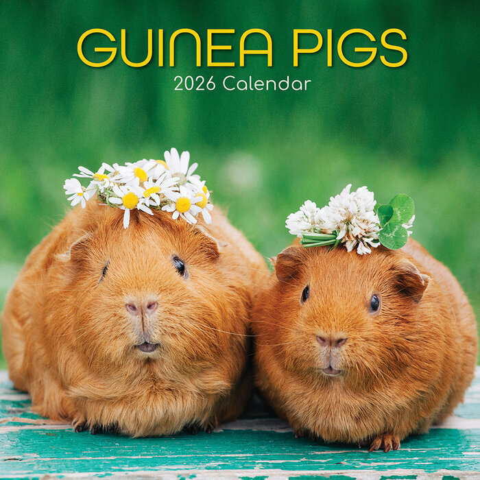Calendrier Papier 2026 Nacs Cochon d'Inde