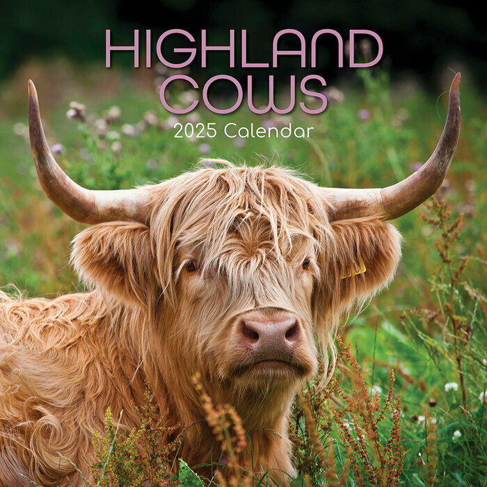 Calendrier Mural 2025 Vaches des Highlands