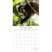 Calendrier Papier 2026 Singe et Magouille