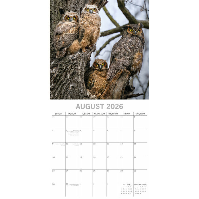 Calendrier Papier 2026 Chouettes Majestueuses