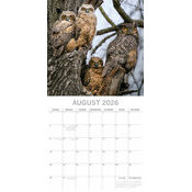 Calendrier Papier 2026 Chouettes Majestueuses