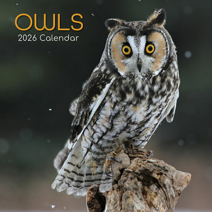 Calendrier Mural 2026 Chouettes Majestueuses