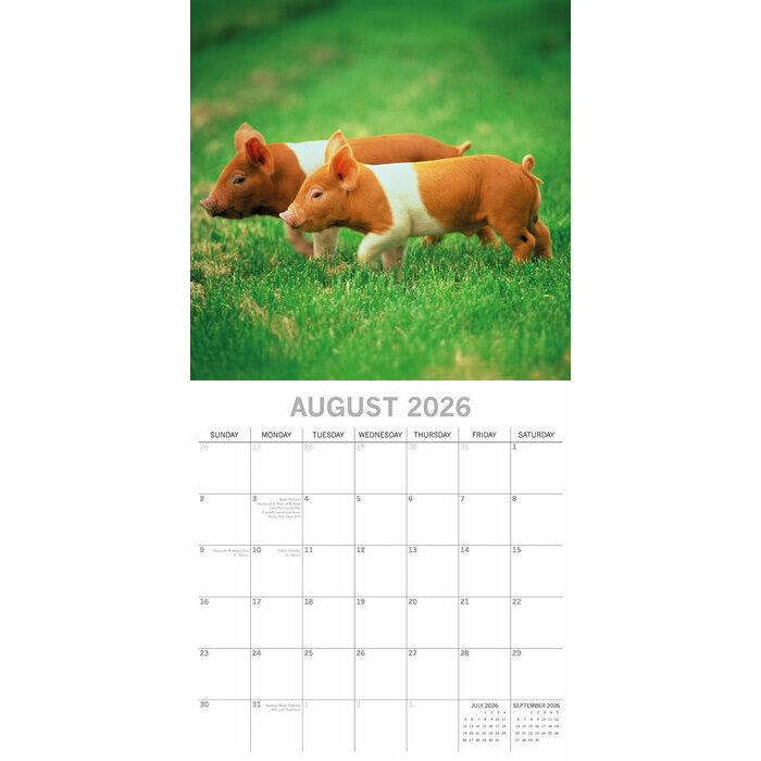 Calendrier Mural 2026 Ferme et Cochons Cochon Noir