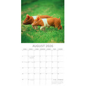 Calendrier Mural 2026 Ferme et Cochons Cochon Noir