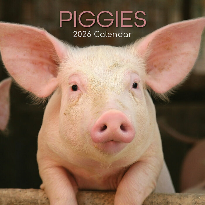 Calendrier 2026 Ferme et Cochons Cochon Noir