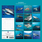 Calendrier  2026 Requins Squales