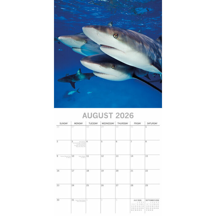 Calendrier papier 2026 Requins Squales
