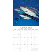 Calendrier papier 2026 Requins Squales