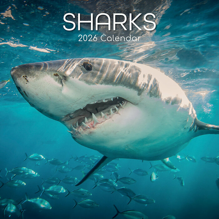 Calendrier Mural 2026 Requins Squales