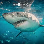 Calendrier Mural 2026 Requins Squales