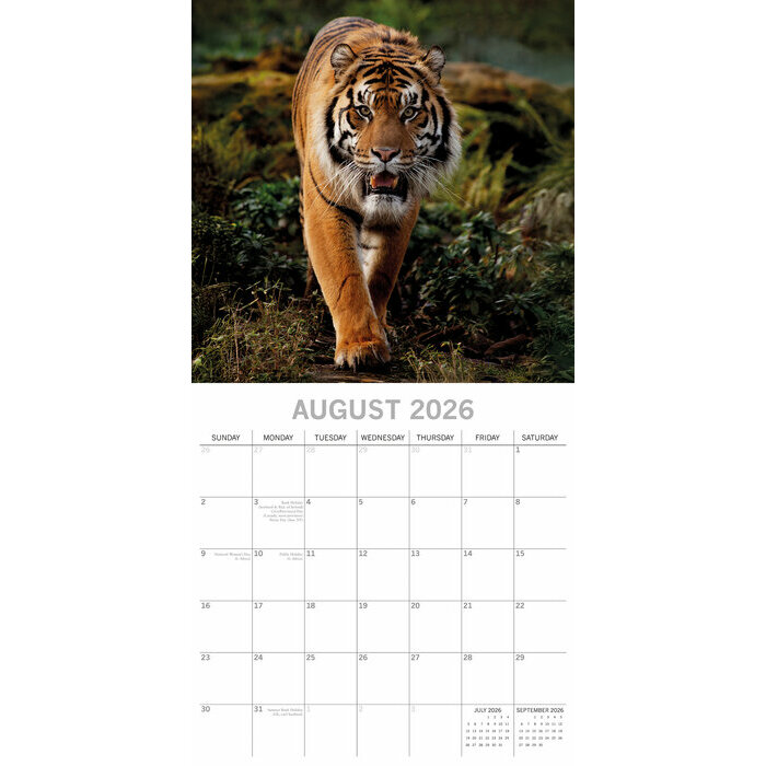 Calendrier papier 2026 Tigre Flins